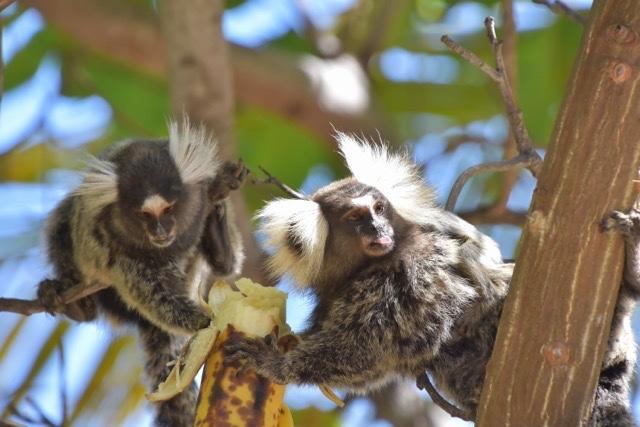 Pousada Malea Icaraí Exteriér fotografie